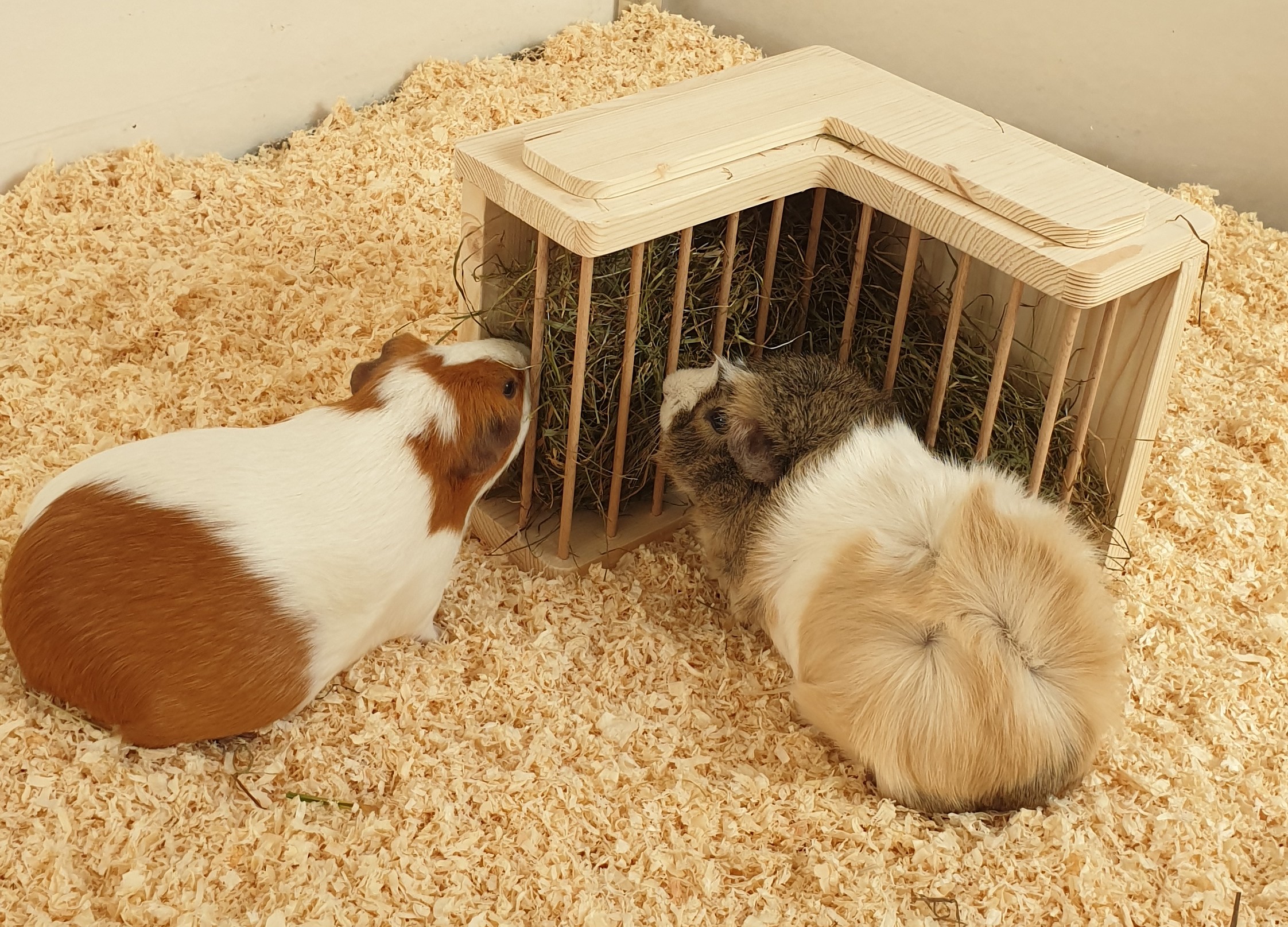 Heuraufe L-eckermäulchen